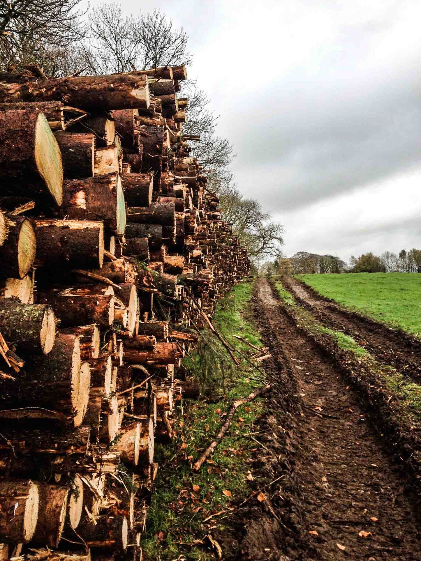 Large 450kg Kiln Dried Birch Pallet [while stocks last]